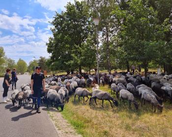 Abb. Schafe, Strategie und Teamgeist