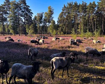 Abb. Tagen, wo die Heidschnucken weiden