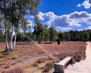 Abb. Calluna vulgaris wohin das Auge blickt