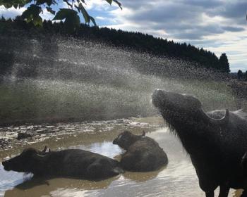 Abb. Tagen im Grünen: Naturerlebnis Jagdhütte
