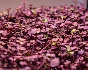 Abb. Eigene Microgreens: einfach nachhaltig!