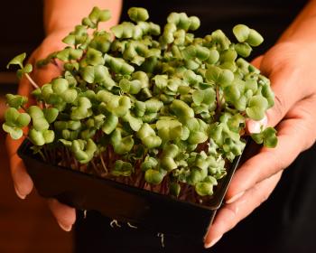 Abb. Indoor-Farming und volle Sonnenpower in Franken