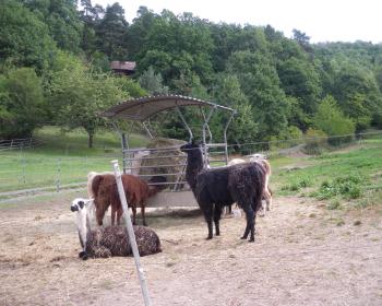 Abb. Tierische Tagungsabenteuer