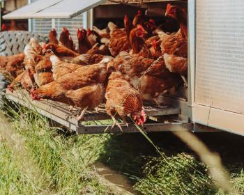 Abb. 100% Hühnerhof: jetzt sogar am Telefon!