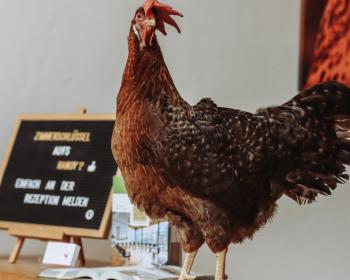 Abb. Pferd auf dem Flur!? Bei uns heißt das: Huhn auf dem Tresen!