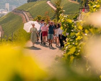Abb. Weinbergswanderung auf dem berühmten &quot;Würzburger Stein&quot;