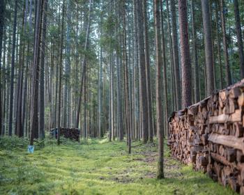 Abb. Der Schwarzwald als Inspirationsquelle