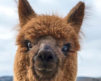 Abb. Die Alpakas sind los!