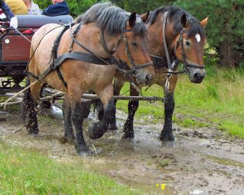 Abb. Teamevents in der Lüneburger Heide